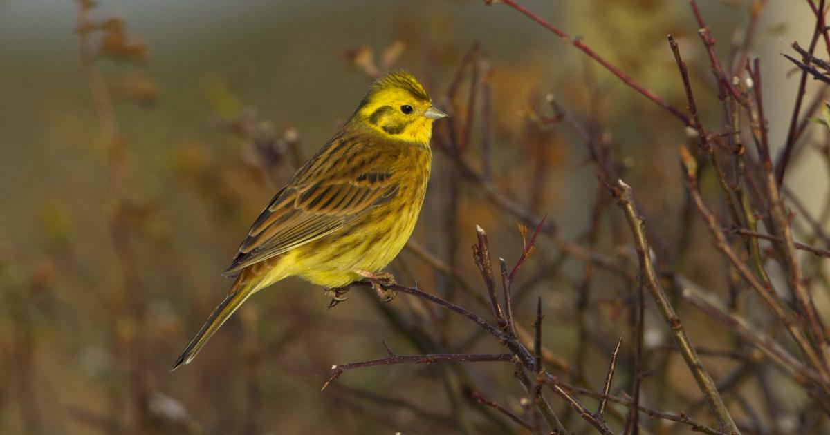 Yellowhammer © Mark Hamblin
